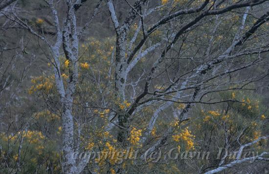 Evening, Dangar Falls, New England II.jpg